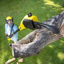 How Our Tree Care Process Works  in  Muniz, TX